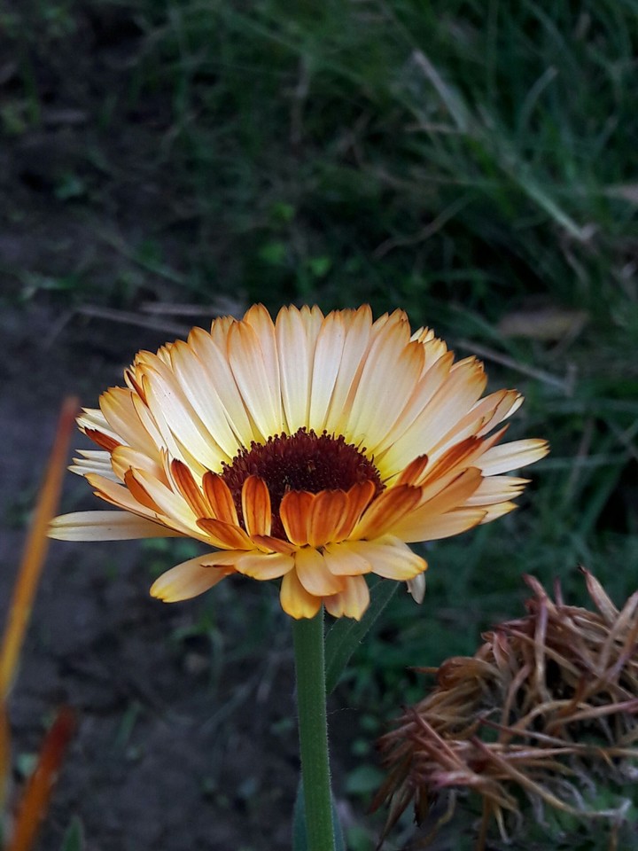 Flower.