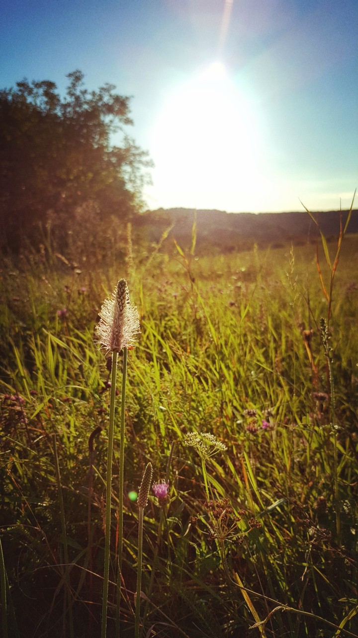 lovely nature
