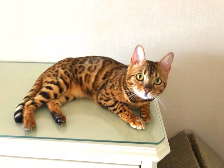 냥?