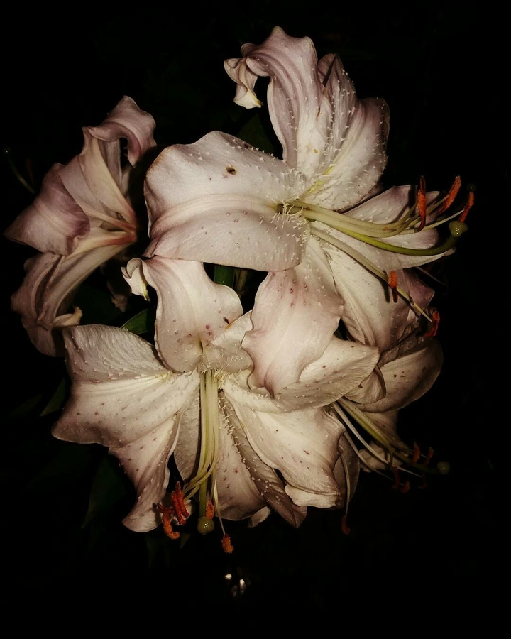 lily
