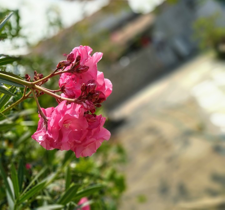 heavenly flower ?