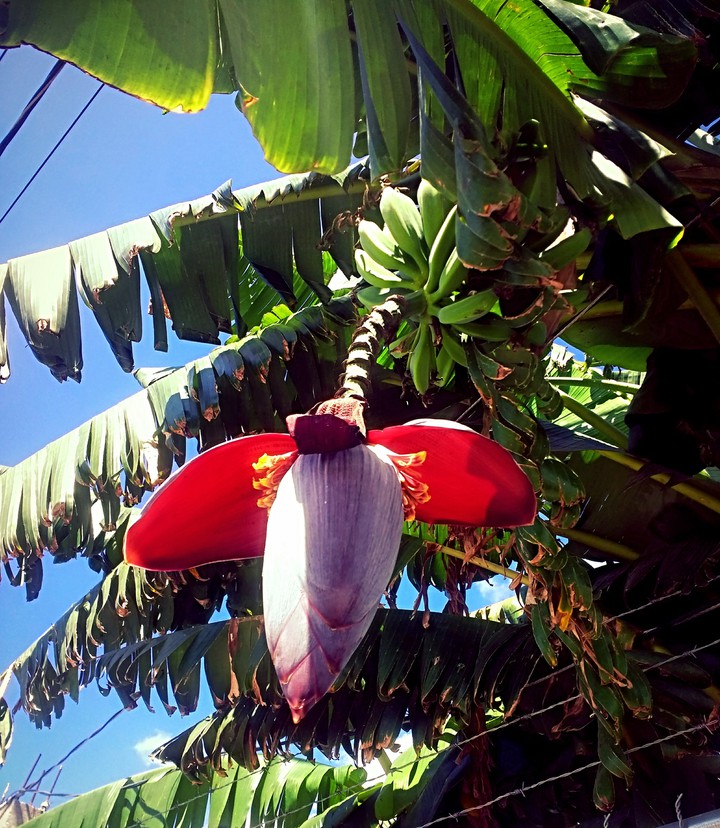 flor