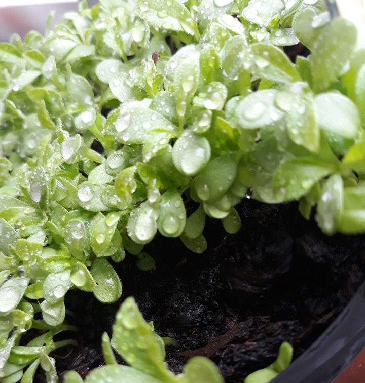 My plants
