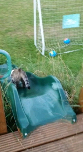 unsere Katte rutscht ?