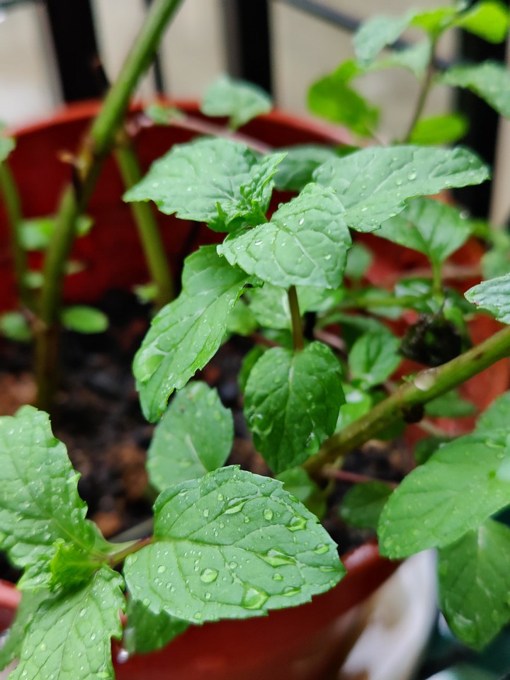 Mint Leaves