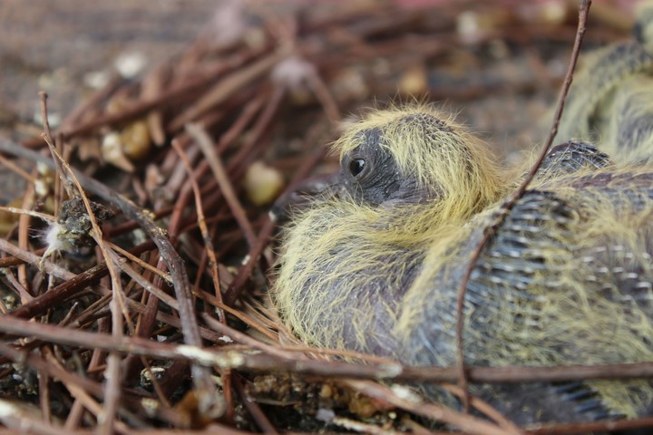 baby bird....
