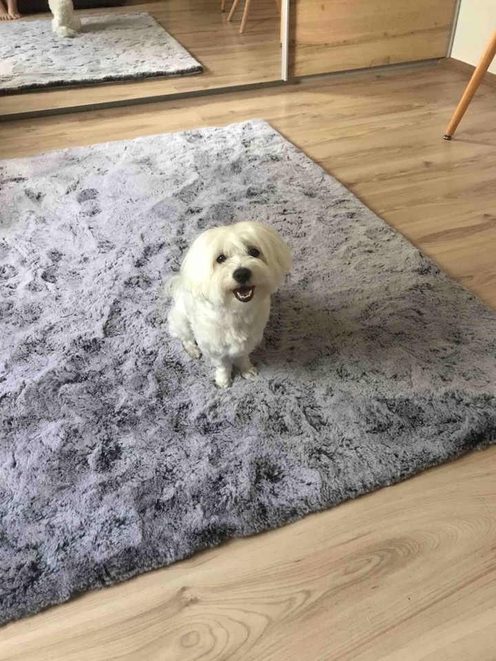 Alek
