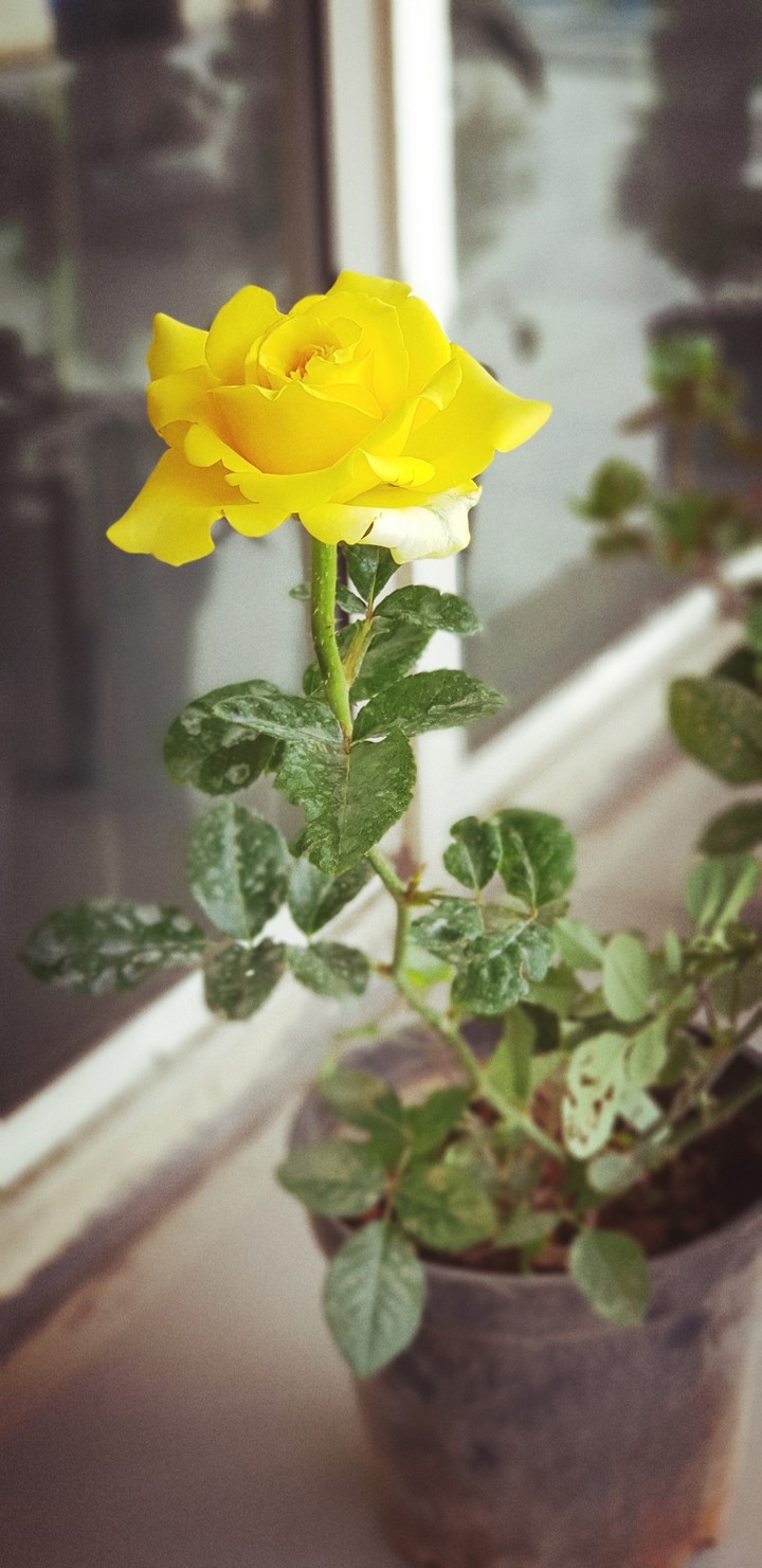 Yellow
