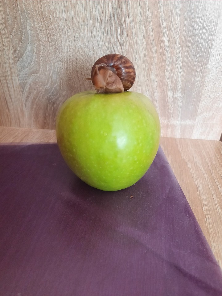 Apple and snail Tary