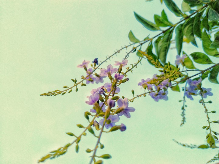 flower