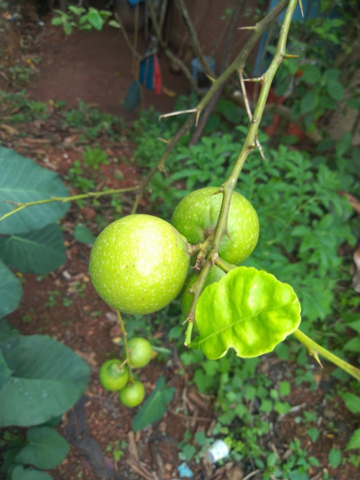 lemon ?