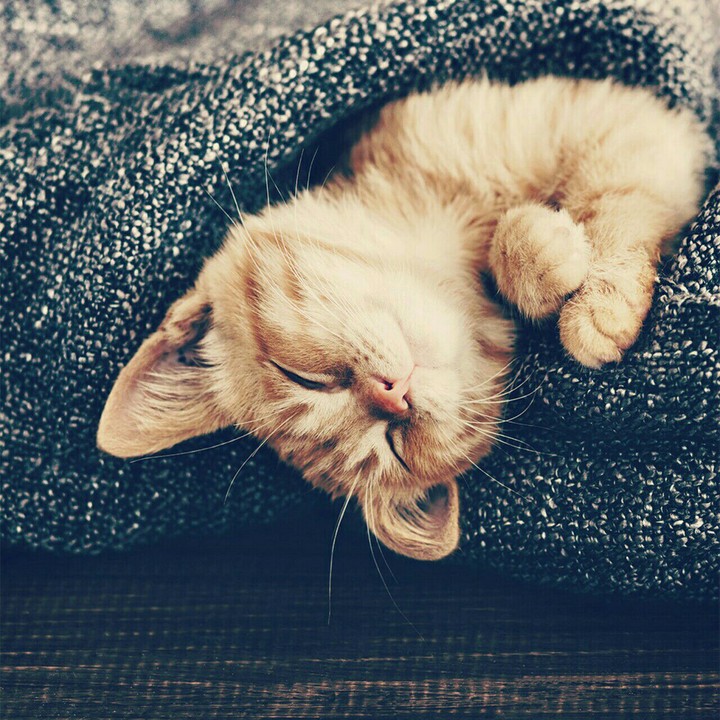 Gatito