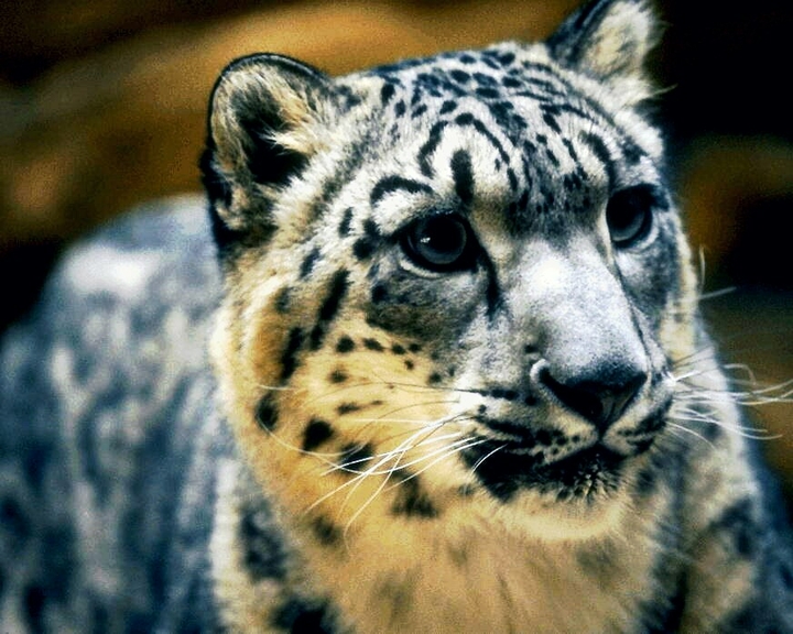 snow leopard