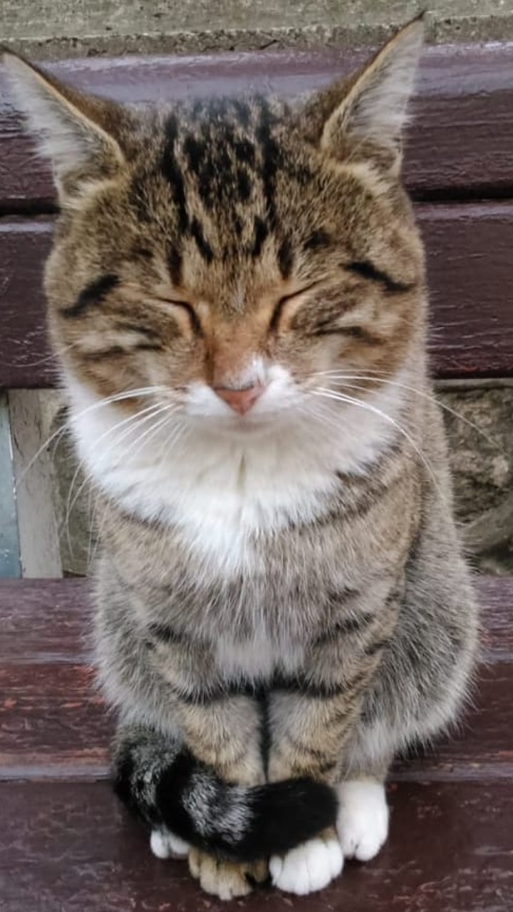 cute cat