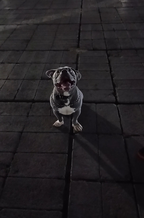 dog, bulldog háttérképek