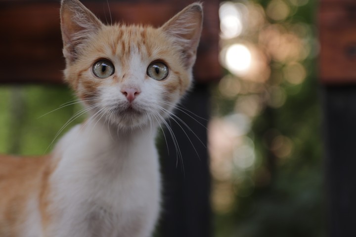 Rudy kitty