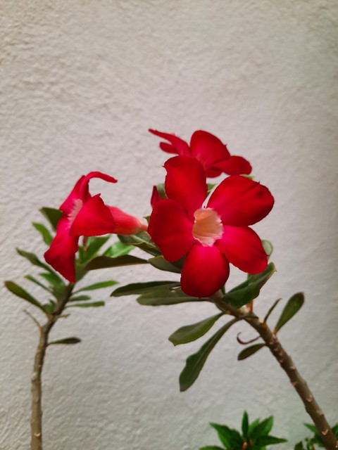 plant, red achtergronden