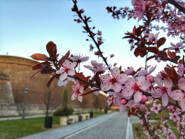 #spring