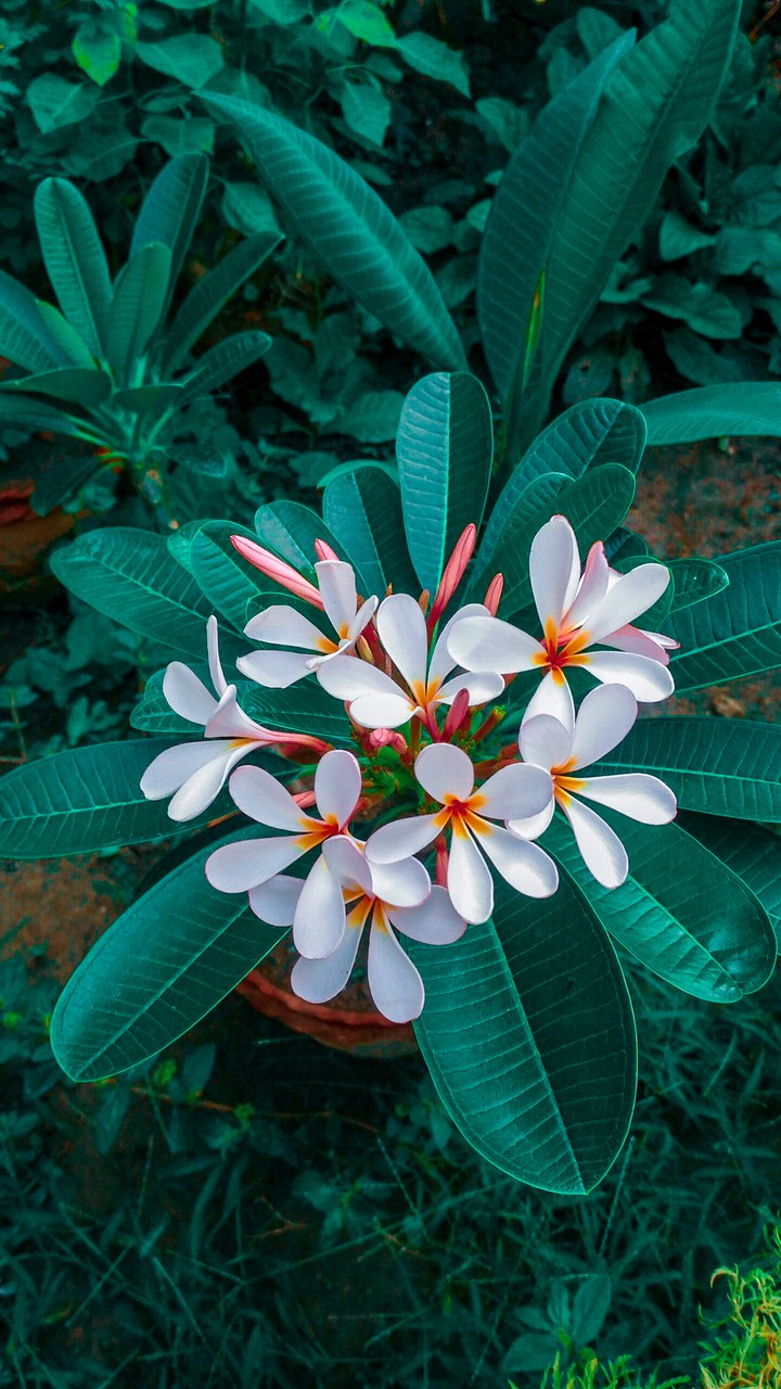 flower