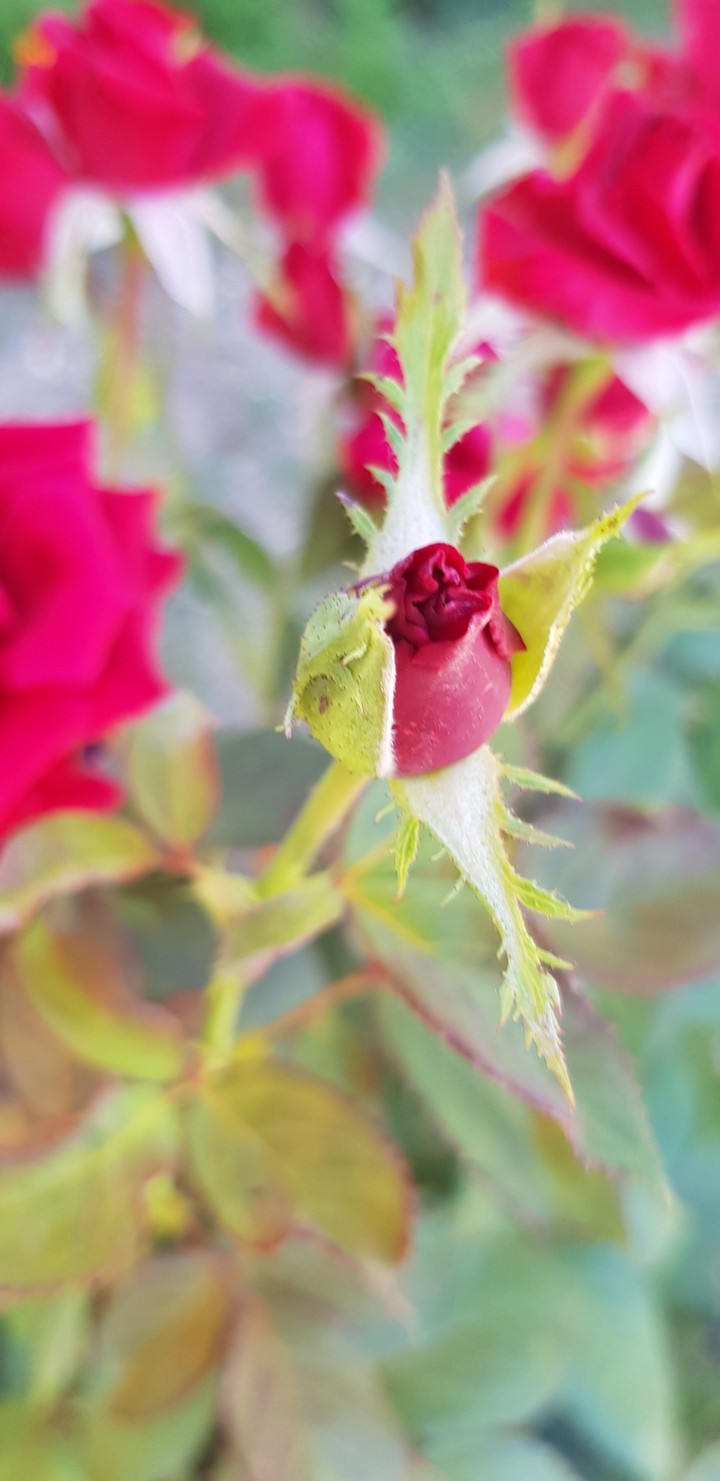 Red Rose