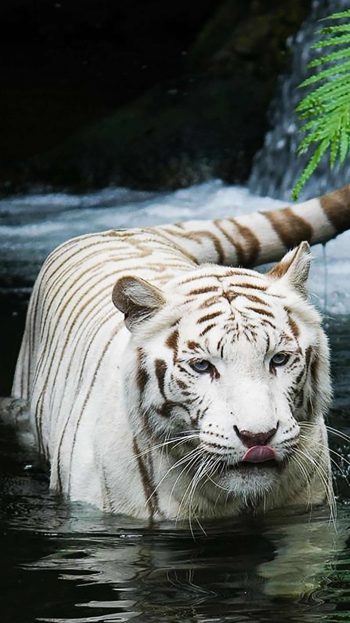 tiger
