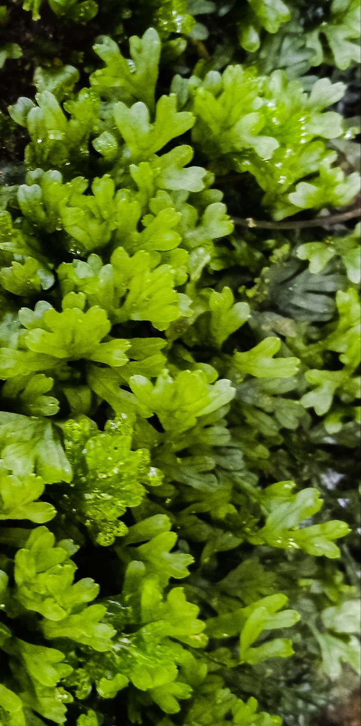 Algal life