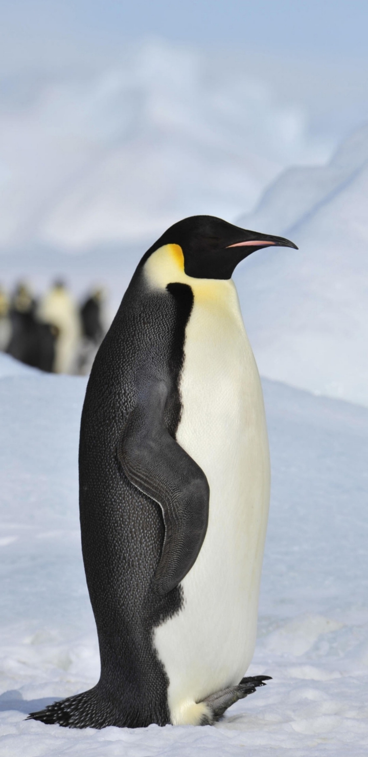 Penguin