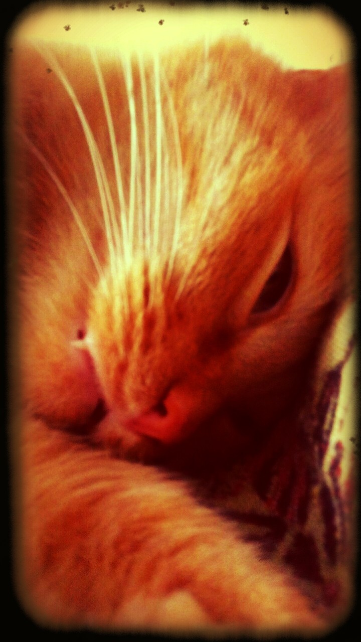 Orange cat