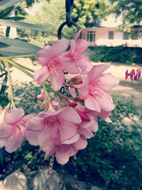 pink, floristry वॉलपेपर