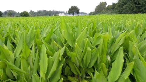 green plant