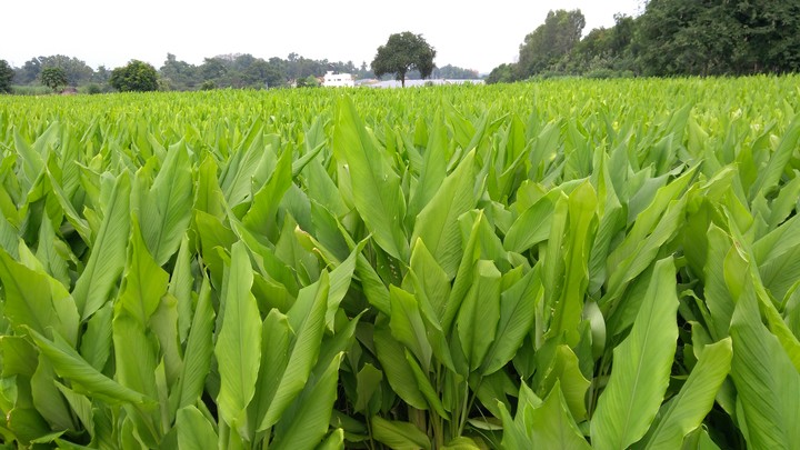 green plant