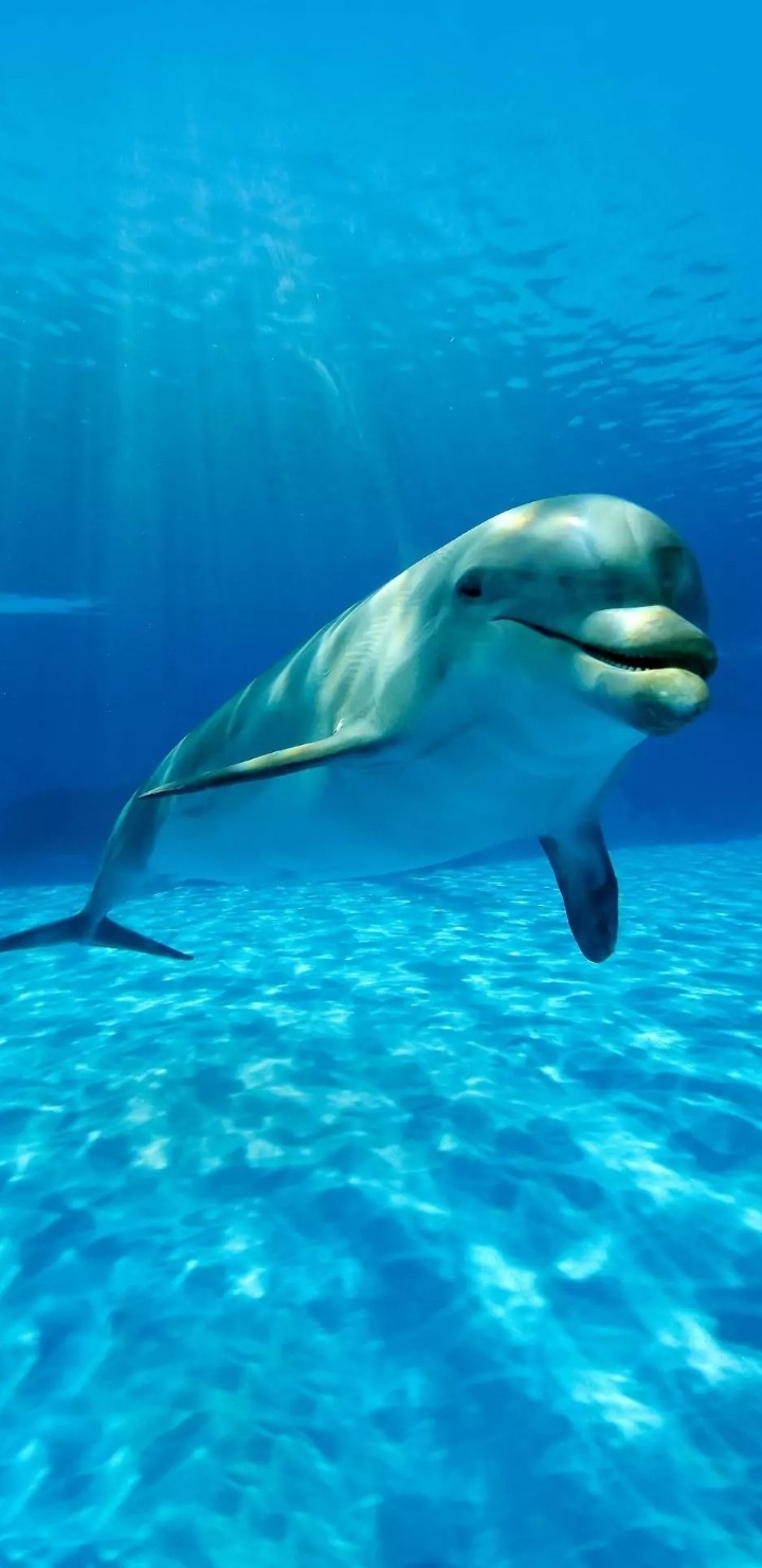 Bolphin ?‍♀️
