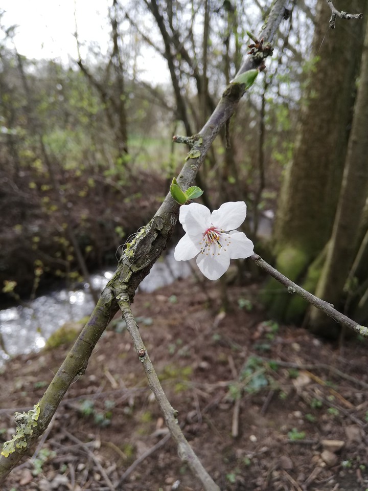 power of the flower