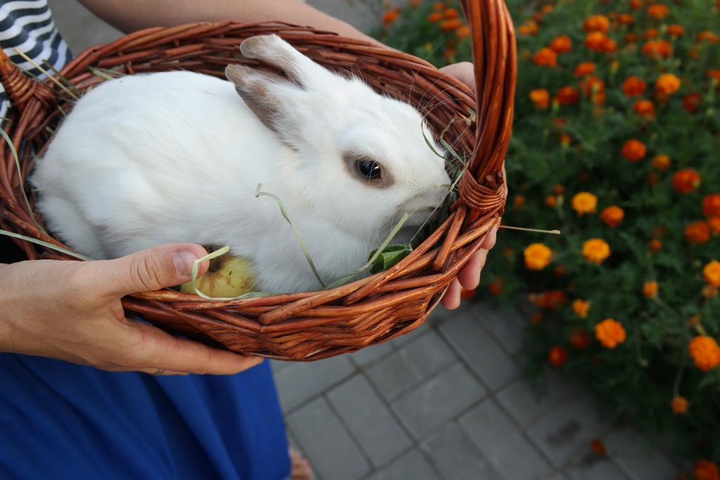 rabbit