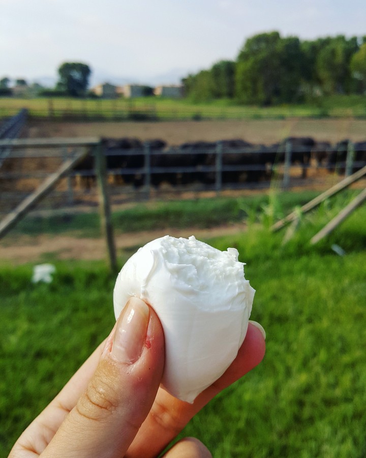 mozzarella di bufala doc, Campania