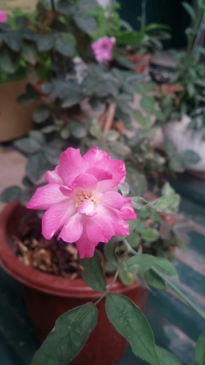rose