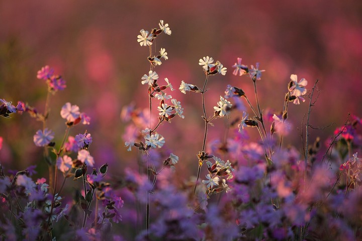 wildflower