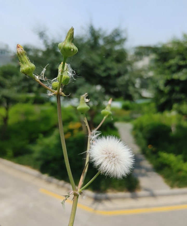 민들레