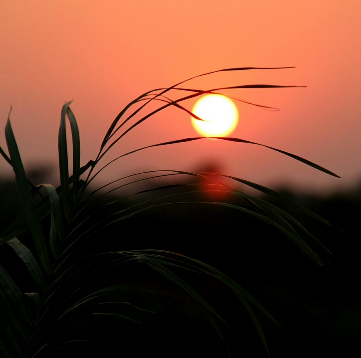 Sun Rising