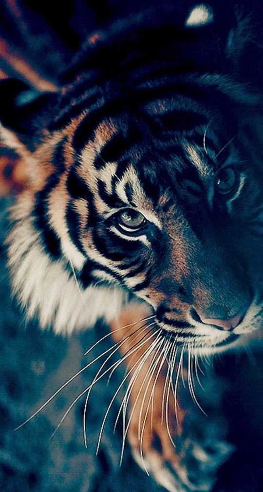 tiger