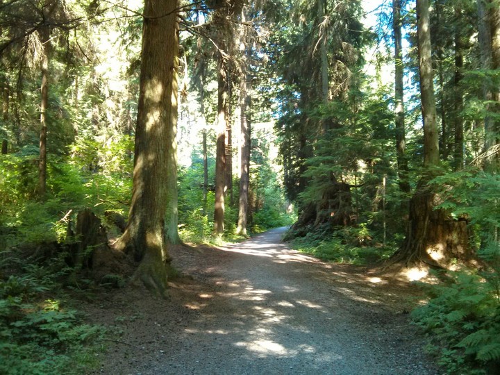 path through the forest