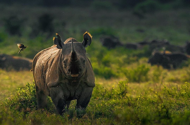 Rhinoceros life