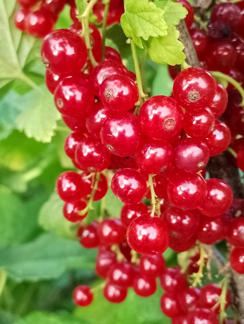 berry, grapevines壁纸