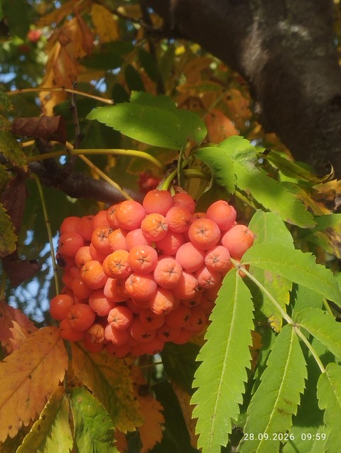 red, mountain-ash wallpapers