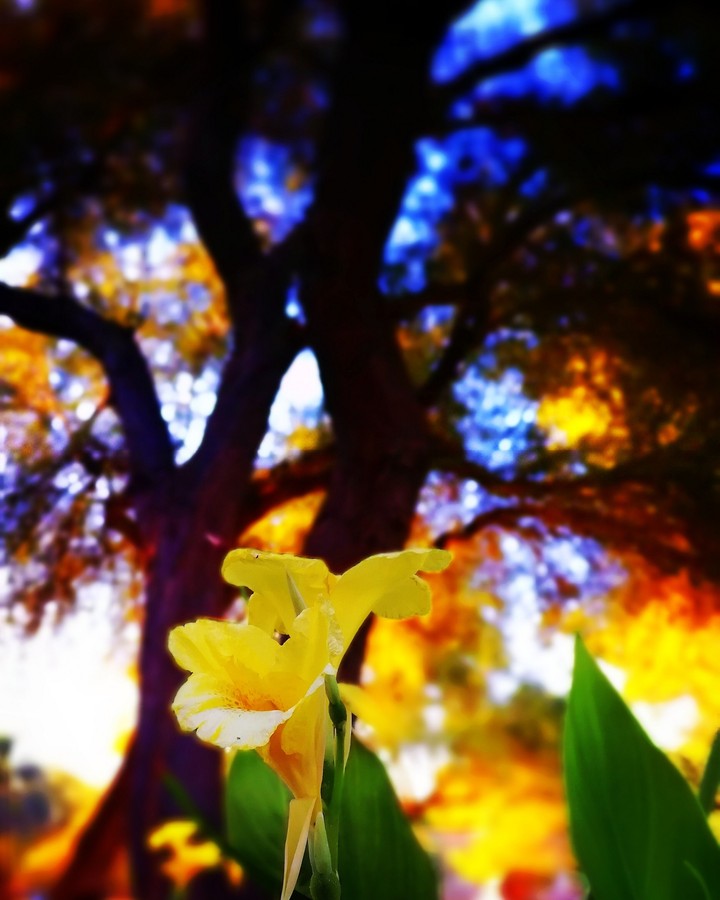 Blurred beauties of nature