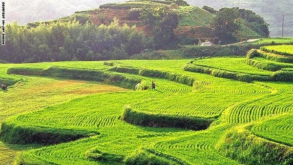 grass