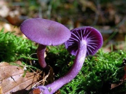 mushroom
