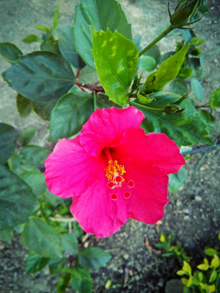my flower