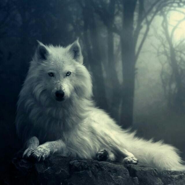 White Wolf