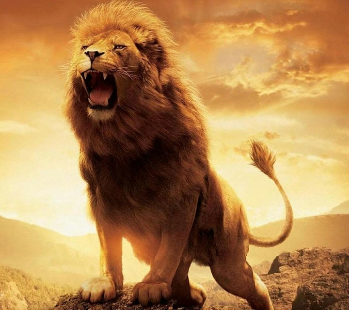 Asian Lion
